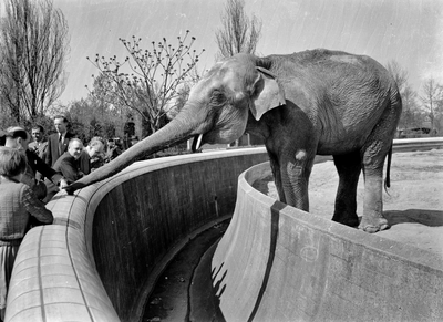 836397 Afbeelding van een olifant in Diergaarde Blijdorp te Rotterdam.